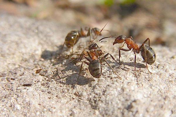 2018养蚂蚁赚钱吗?蚂蚁养殖的利润与投资成本及前景预测