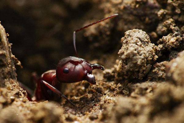2018养蚂蚁赚钱吗?蚂蚁养殖的利润与投资成本及前景预测