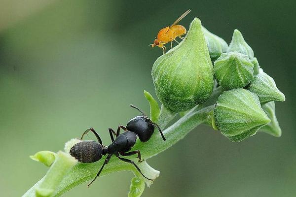 2018养蚂蚁赚钱吗?蚂蚁养殖的利润与投资成本及前景预测