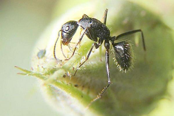 2018养蚂蚁赚钱吗?蚂蚁养殖的利润与投资成本及前景预测