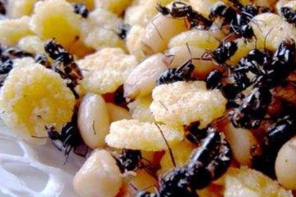 2018养蚂蚁赚钱吗?蚂蚁养殖的利润与投资成本及前景预测