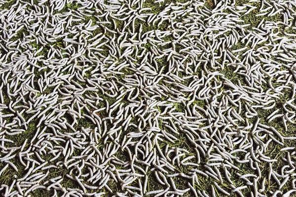 2018养蚕赚钱吗?养蚕的利润与投资成本及前景预测