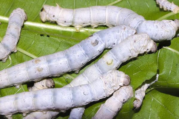 2018养蚕赚钱吗?养蚕的利润与投资成本及前景预测