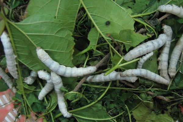 2018养蚕赚钱吗?养蚕的利润与投资成本及前景预测