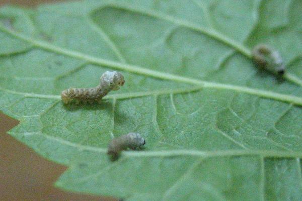 2018养蚕赚钱吗?养蚕的利润与投资成本及前景预测