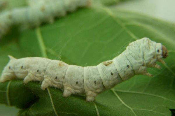 2018养蚕赚钱吗?养蚕的利润与投资成本及前景预测