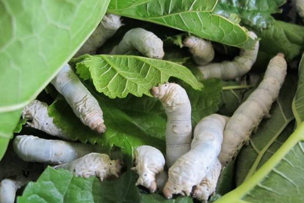 2018养蚕赚钱吗?养蚕的利润与投资成本及前景预测