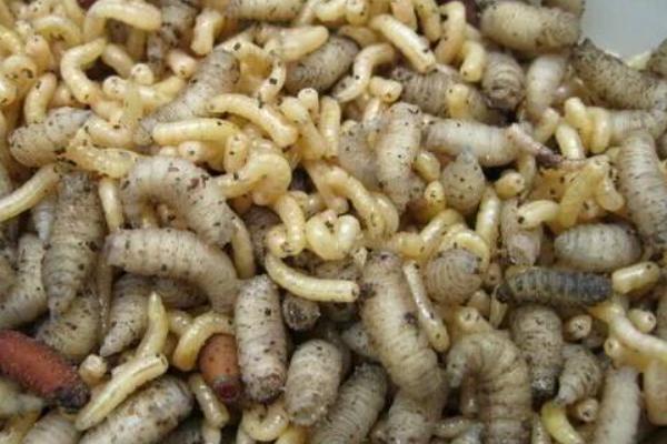 2018养蝇蛆赚钱吗?蝇蛆养殖的利润与投资成本及前景预测