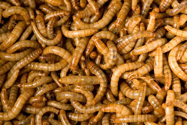 2018养黄粉虫赚钱吗?黄粉虫养殖的利润与投资成本及前景预测