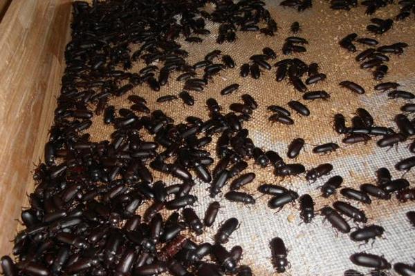 2018养黄粉虫赚钱吗?黄粉虫养殖的利润与投资成本及前景预测