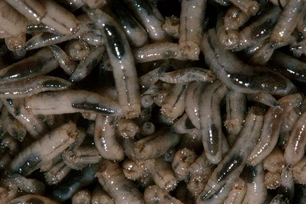 2018养蝇蛆赚钱吗?蝇蛆养殖的利润与投资成本及前景预测