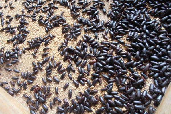 2018养黄粉虫赚钱吗?黄粉虫养殖的利润与投资成本及前景预测