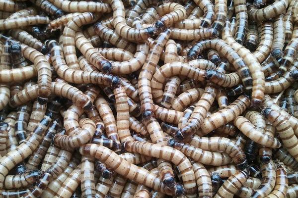 2018养黄粉虫赚钱吗?黄粉虫养殖的利润与投资成本及前景预测