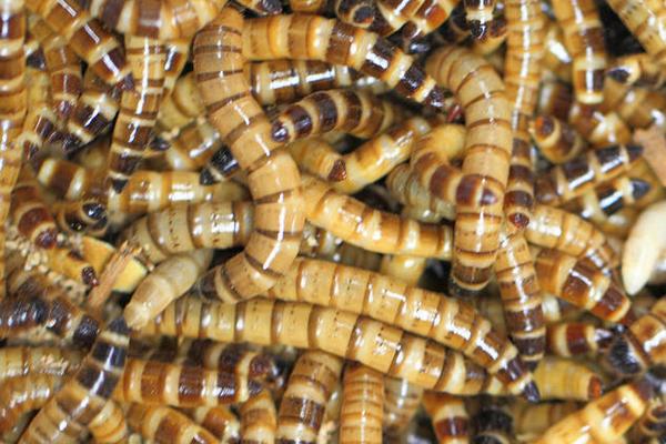 2018养黄粉虫赚钱吗?黄粉虫养殖的利润与投资成本及前景预测