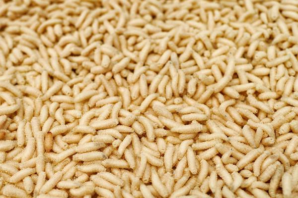 2018养黄粉虫赚钱吗?黄粉虫养殖的利润与投资成本及前景预测