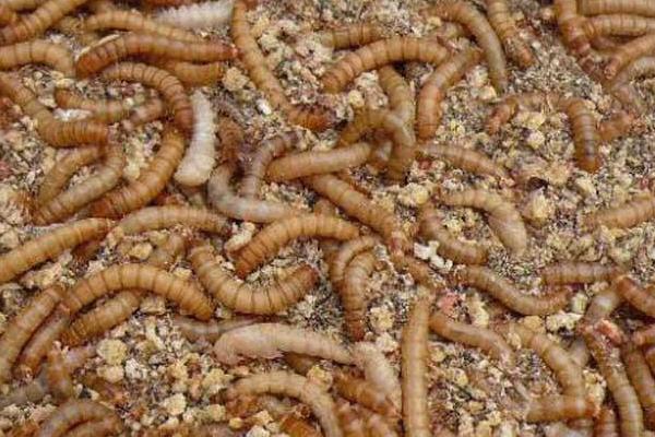 2018养黄粉虫赚钱吗?黄粉虫养殖的利润与投资成本及前景预测