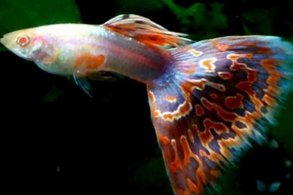 孔雀鱼怎么换水?对水质有哪些要求?有什么注意事项?