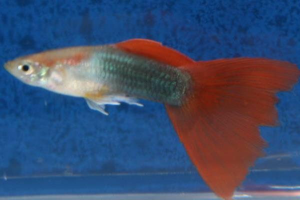 孔雀鱼怎么换水?对水质有哪些要求?有什么注意事项?