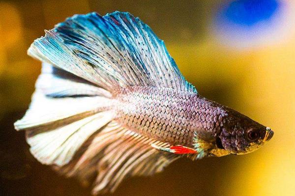 孔雀鱼怎么换水?对水质有哪些要求?有什么注意事项?