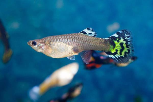 孔雀鱼怎么换水?对水质有哪些要求?有什么注意事项?