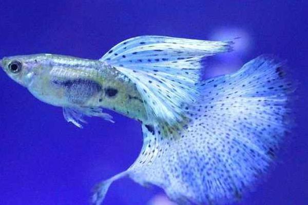 孔雀鱼怎么换水?对水质有哪些要求?有什么注意事项?