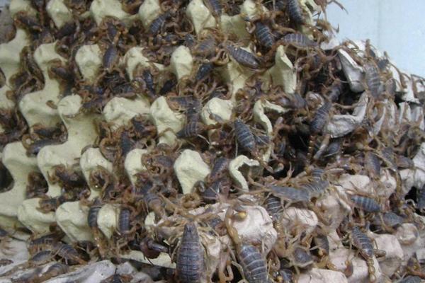 2018养蝎子赚钱吗?蝎子养殖的利润与投资成本及前景预测