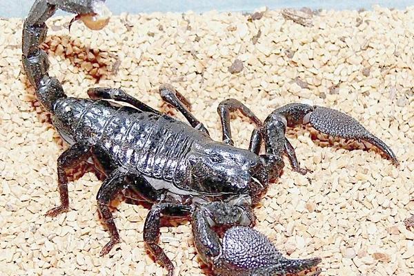 2018养蝎子赚钱吗?蝎子养殖的利润与投资成本及前景预测