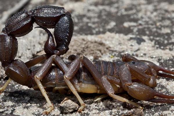 2018养蝎子赚钱吗?蝎子养殖的利润与投资成本及前景预测