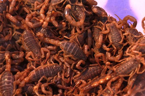 2018养蝎子赚钱吗?蝎子养殖的利润与投资成本及前景预测