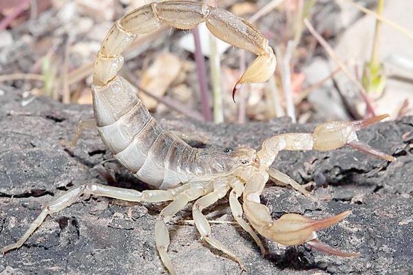 2018养蝎子赚钱吗?蝎子养殖的利润与投资成本及前景预测