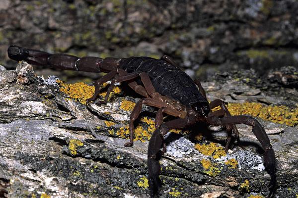 2018养蝎子赚钱吗?蝎子养殖的利润与投资成本及前景预测
