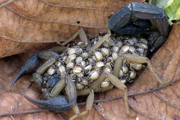2018养蝎子赚钱吗?蝎子养殖的利润与投资成本及前景预测