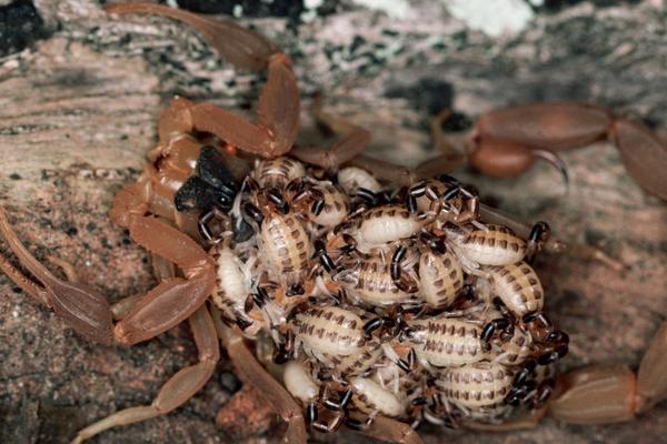 2018养蝎子赚钱吗?蝎子养殖的利润与投资成本及前景预测