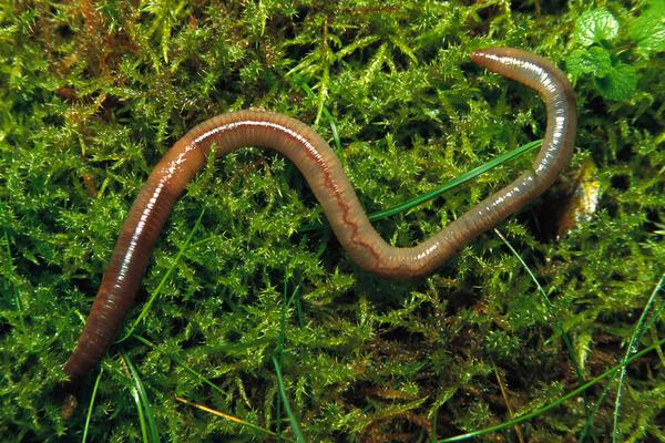 2018养蚯蚓赚钱吗?蚯蚓养殖的利润与投资成本及前景预测