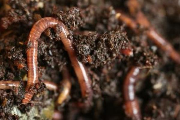 2018养蚯蚓赚钱吗?蚯蚓养殖的利润与投资成本及前景预测