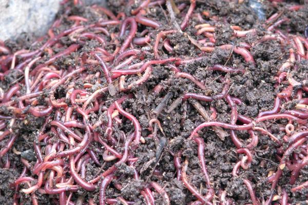 2018养蚯蚓赚钱吗?蚯蚓养殖的利润与投资成本及前景预测