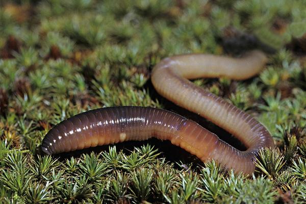 2018养蚯蚓赚钱吗?蚯蚓养殖的利润与投资成本及前景预测