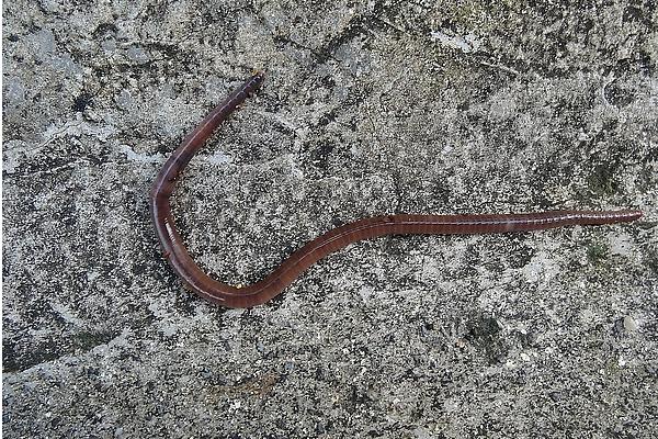 2018养蚯蚓赚钱吗?蚯蚓养殖的利润与投资成本及前景预测