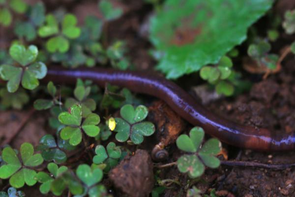 2018养蚯蚓赚钱吗?蚯蚓养殖的利润与投资成本及前景预测