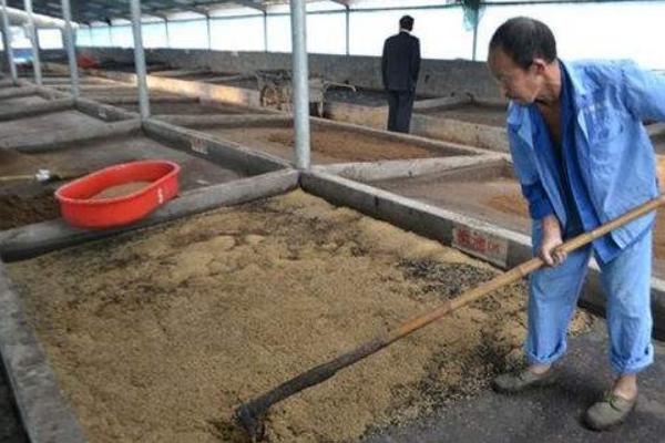 2018养蝇蛆赚钱吗?蝇蛆养殖的利润与投资成本及前景预测