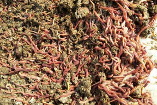2018养蚯蚓赚钱吗?蚯蚓养殖的利润与投资成本及前景预测