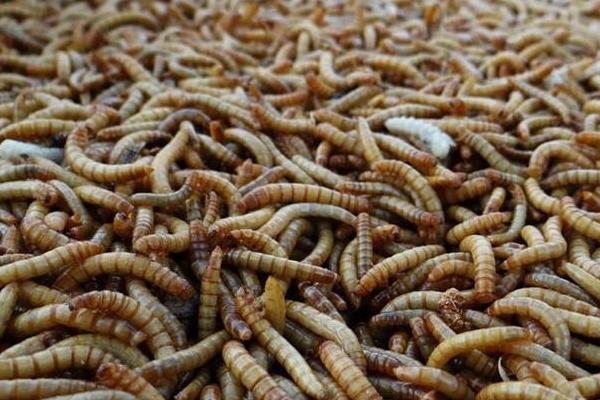 2018养蝇蛆赚钱吗?蝇蛆养殖的利润与投资成本及前景预测