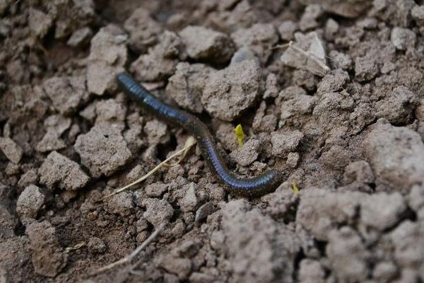 2018养蚯蚓赚钱吗?蚯蚓养殖的利润与投资成本及前景预测