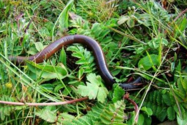 2018养蚯蚓赚钱吗?蚯蚓养殖的利润与投资成本及前景预测