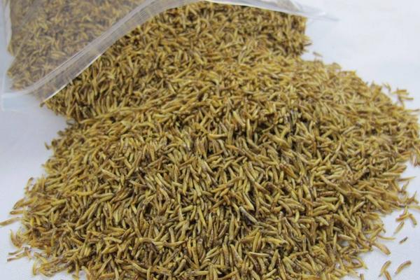 2018养蝇蛆赚钱吗?蝇蛆养殖的利润与投资成本及前景预测