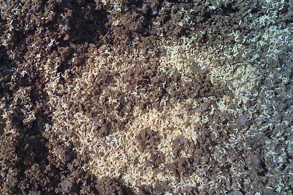 2018养蝇蛆赚钱吗?蝇蛆养殖的利润与投资成本及前景预测