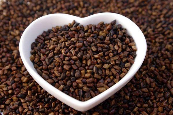 2015种决明子赚钱吗?2015决明子种植前景及市场价格分析