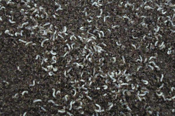 2018养蝇蛆赚钱吗?蝇蛆养殖的利润与投资成本及前景预测