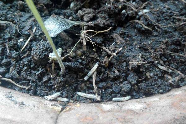 2018养蝇蛆赚钱吗?蝇蛆养殖的利润与投资成本及前景预测