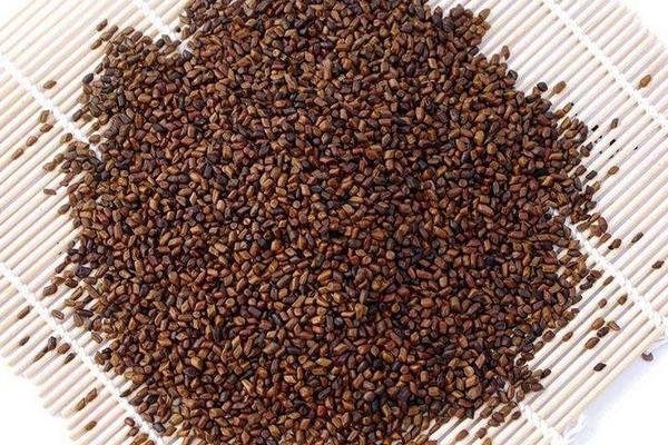 2015种决明子赚钱吗?2015决明子种植前景及市场价格分析